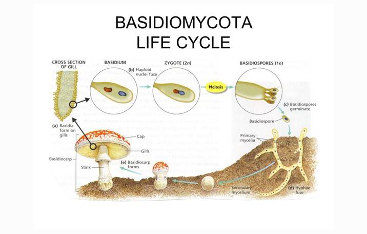 Detail Gambar Siklus Hidup Basidiomycota Nomer 23