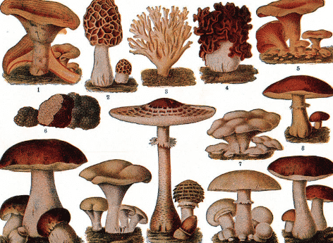 Detail Gambar Siklus Hidup Basidiomycota Nomer 25