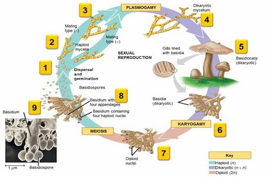 Detail Gambar Siklus Hidup Basidiomycota Nomer 4