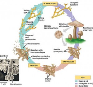 Detail Gambar Siklus Hidup Basidiomycota Nomer 28