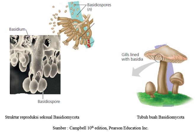 Detail Gambar Siklus Hidup Basidiomycota Nomer 29