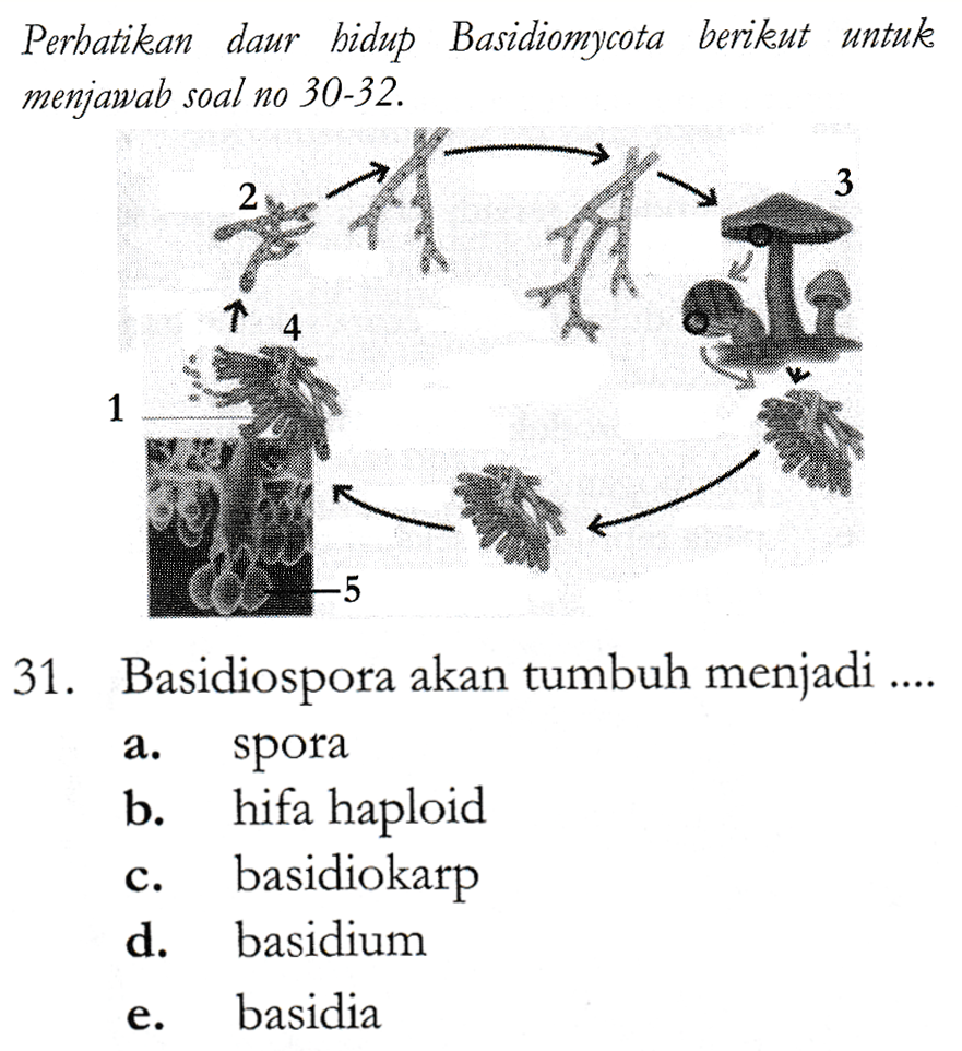 Detail Gambar Siklus Hidup Basidiomycota Nomer 30