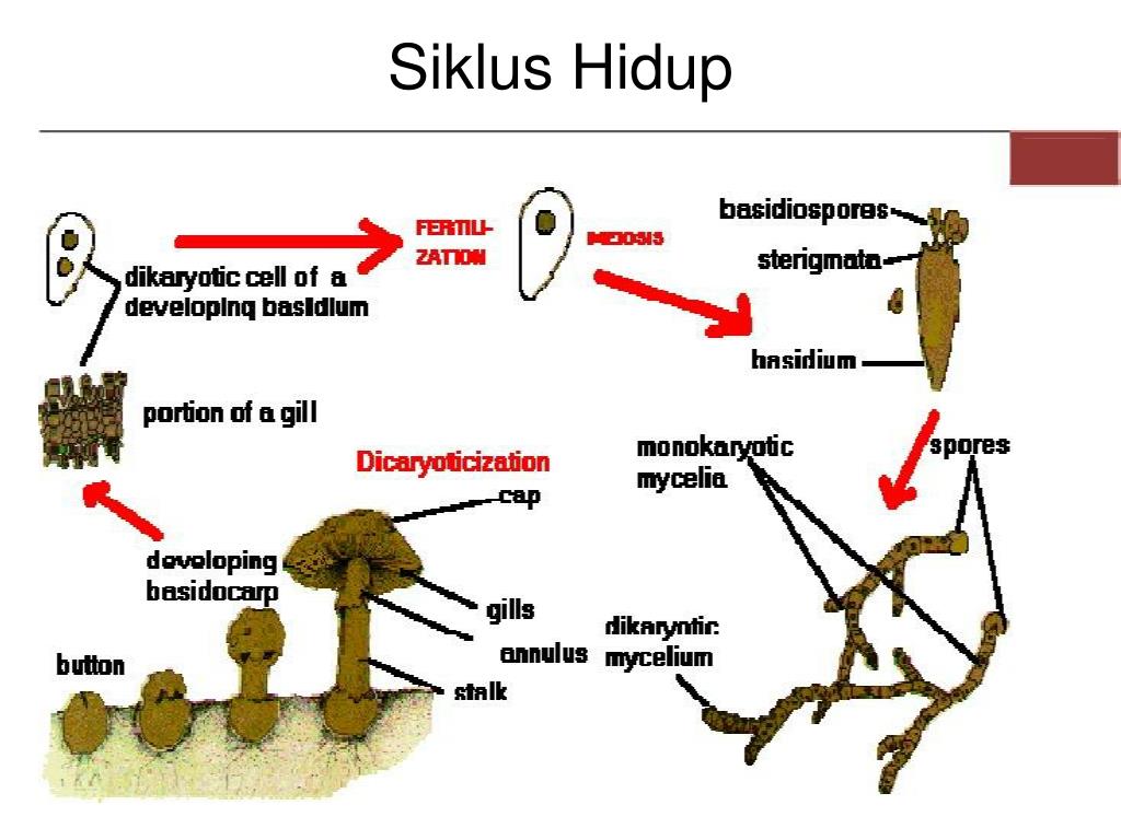 Detail Gambar Siklus Hidup Basidiomycota Nomer 33