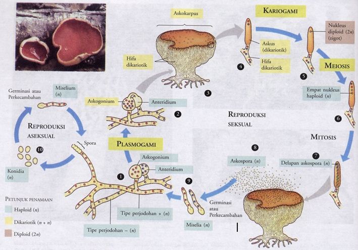 Detail Gambar Siklus Hidup Basidiomycota Nomer 34