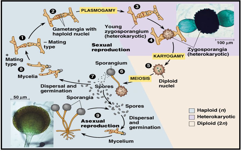 Detail Gambar Siklus Hidup Basidiomycota Nomer 35