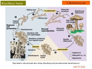 Detail Gambar Siklus Hidup Basidiomycota Nomer 36