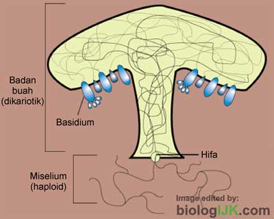 Detail Gambar Siklus Hidup Basidiomycota Nomer 39