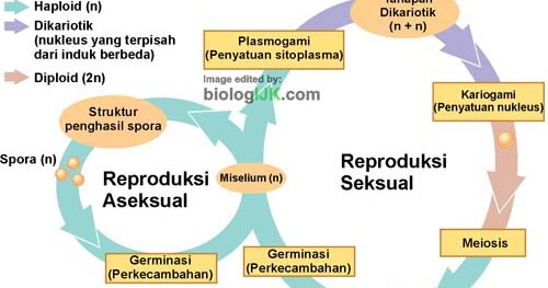 Detail Gambar Siklus Hidup Basidiomycota Nomer 44
