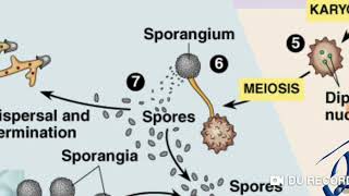 Detail Gambar Siklus Hidup Basidiomycota Nomer 47