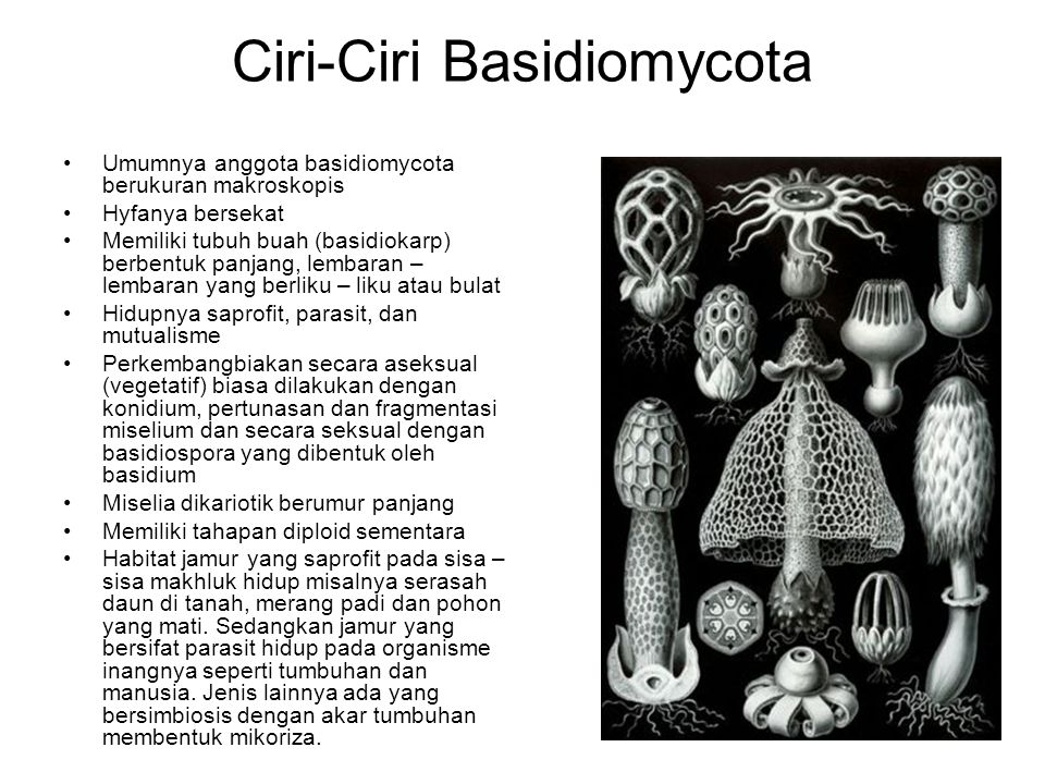 Detail Gambar Siklus Hidup Basidiomycota Nomer 49