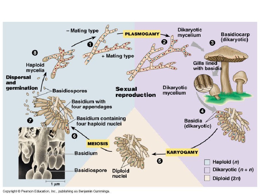 Detail Gambar Siklus Hidup Basidiomycota Nomer 51