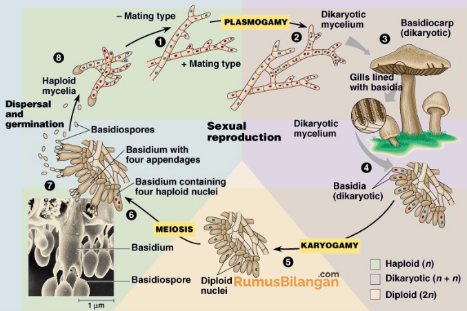 Detail Gambar Siklus Hidup Basidiomycota Nomer 8