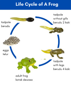 Detail Gambar Siklus Hidup Katak Nomer 16