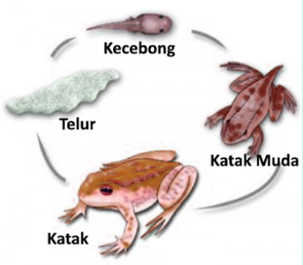 Detail Gambar Siklus Hidup Katak Nomer 28