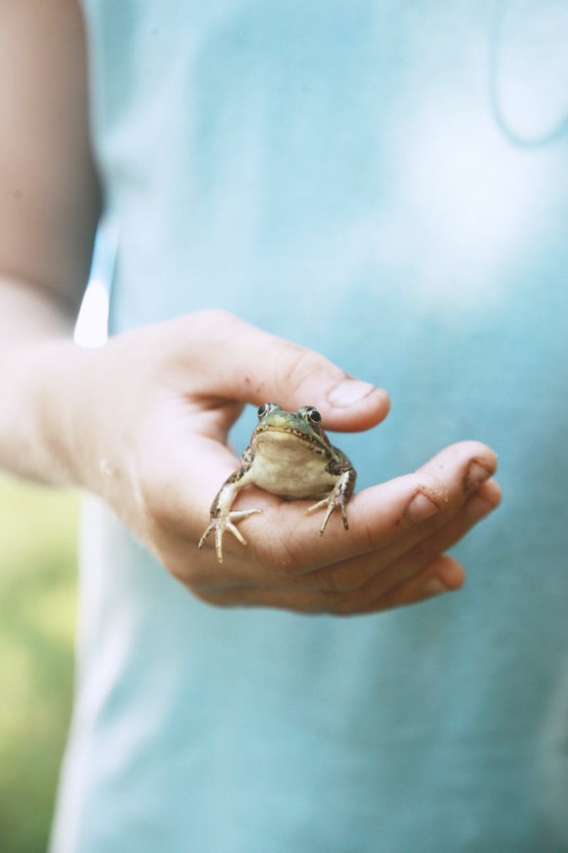 Detail Gambar Siklus Hidup Katak Nomer 32