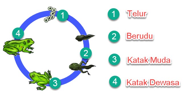 Detail Gambar Siklus Hidup Katak Nomer 34