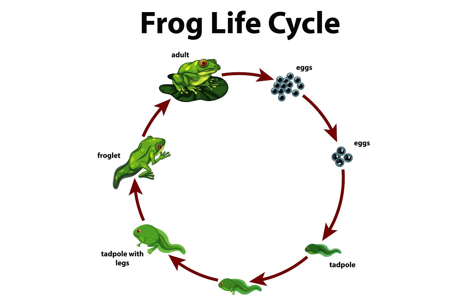 Detail Gambar Siklus Hidup Katak Nomer 5