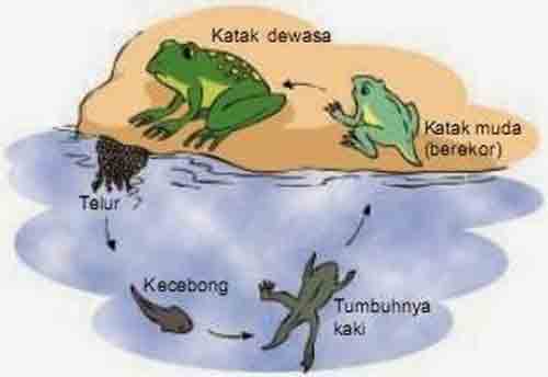 Detail Gambar Siklus Hidup Katak Nomer 52