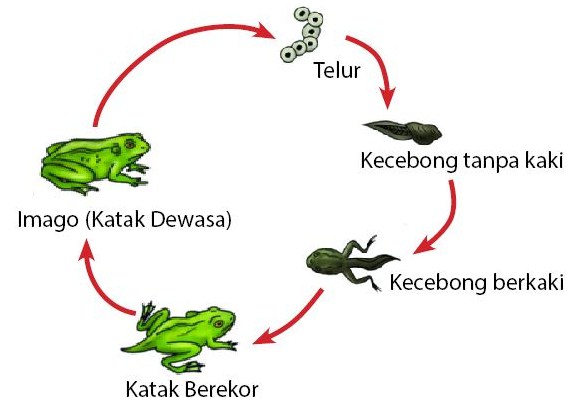 Detail Gambar Siklus Hidup Katak Nomer 7