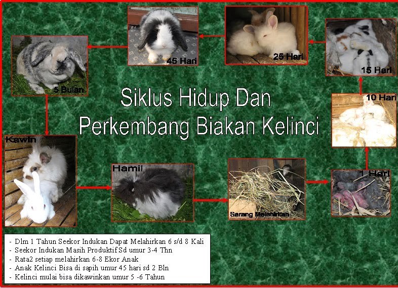 Detail Gambar Siklus Hidup Kelinci Nomer 2