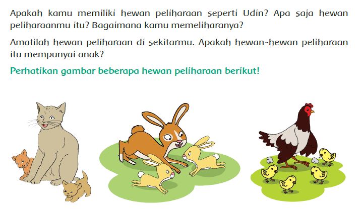 Detail Gambar Siklus Hidup Kelinci Nomer 12