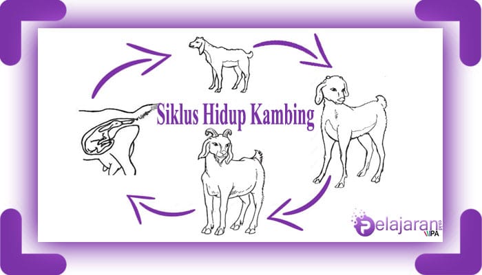 Detail Gambar Siklus Hidup Kelinci Nomer 15