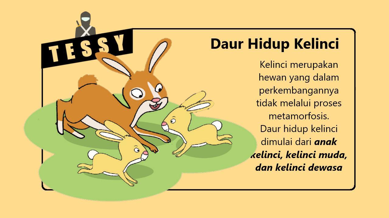 Detail Gambar Siklus Hidup Kelinci Nomer 3