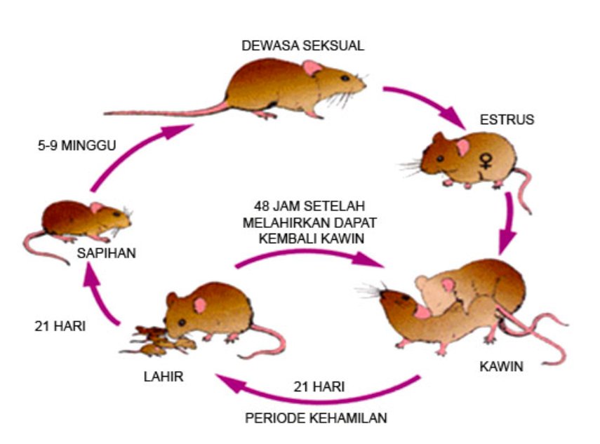 Detail Gambar Siklus Hidup Kelinci Nomer 19