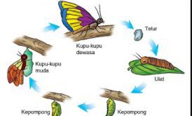 Detail Gambar Siklus Hidup Kelinci Nomer 27