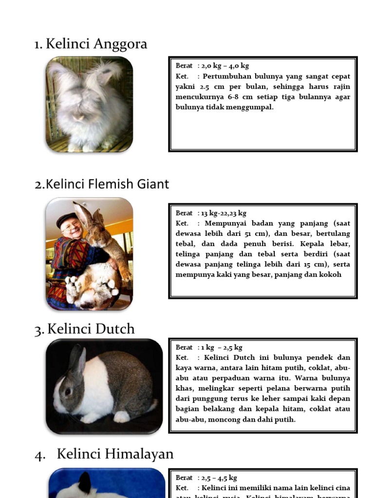 Detail Gambar Siklus Hidup Kelinci Nomer 36