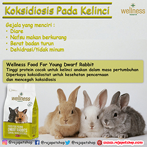 Detail Gambar Siklus Hidup Kelinci Nomer 40