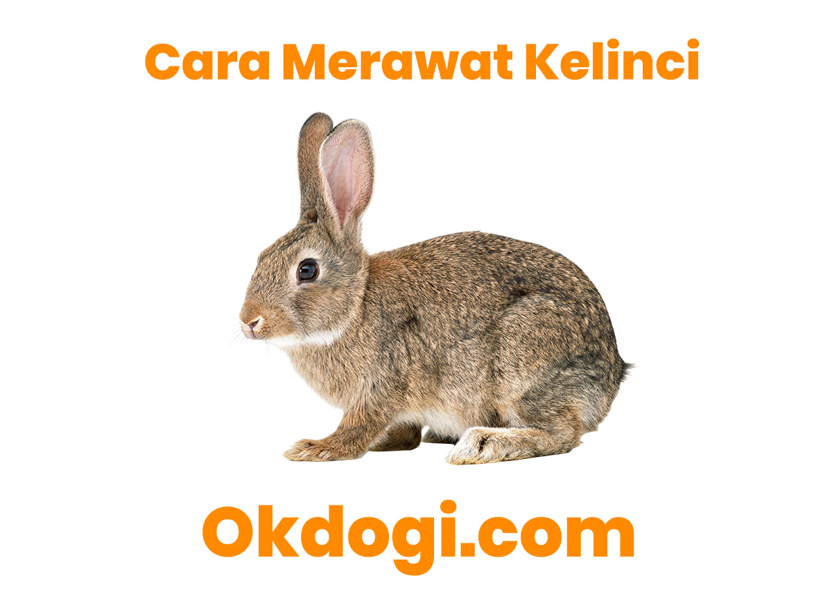 Detail Gambar Siklus Hidup Kelinci Nomer 44