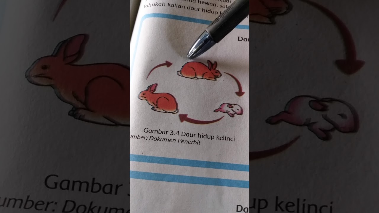 Detail Gambar Siklus Hidup Kelinci Nomer 5