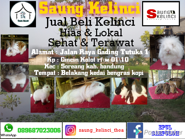Detail Gambar Siklus Hidup Kelinci Nomer 47