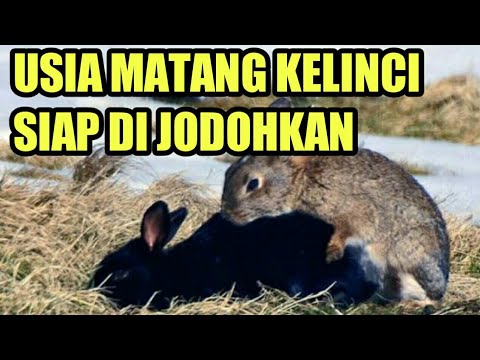 Detail Gambar Siklus Hidup Kelinci Nomer 48
