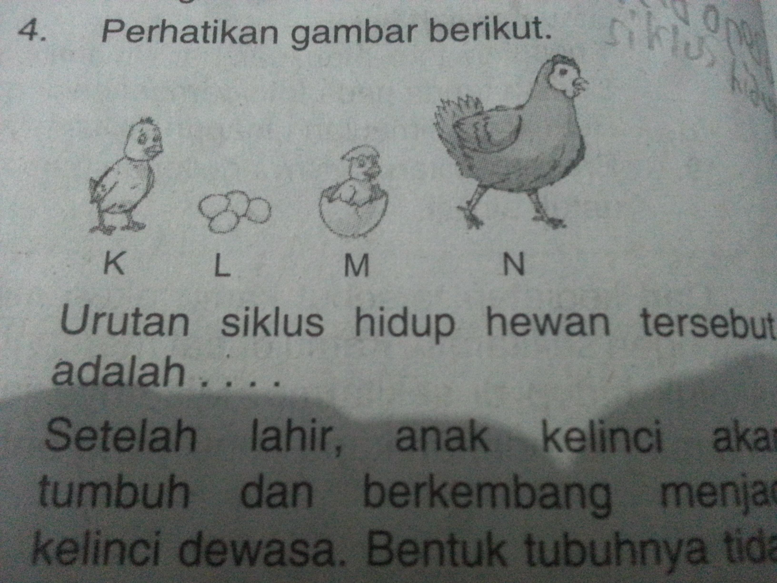 Detail Gambar Siklus Hidup Kelinci Nomer 52