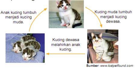 Detail Gambar Siklus Hidup Kelinci Nomer 6