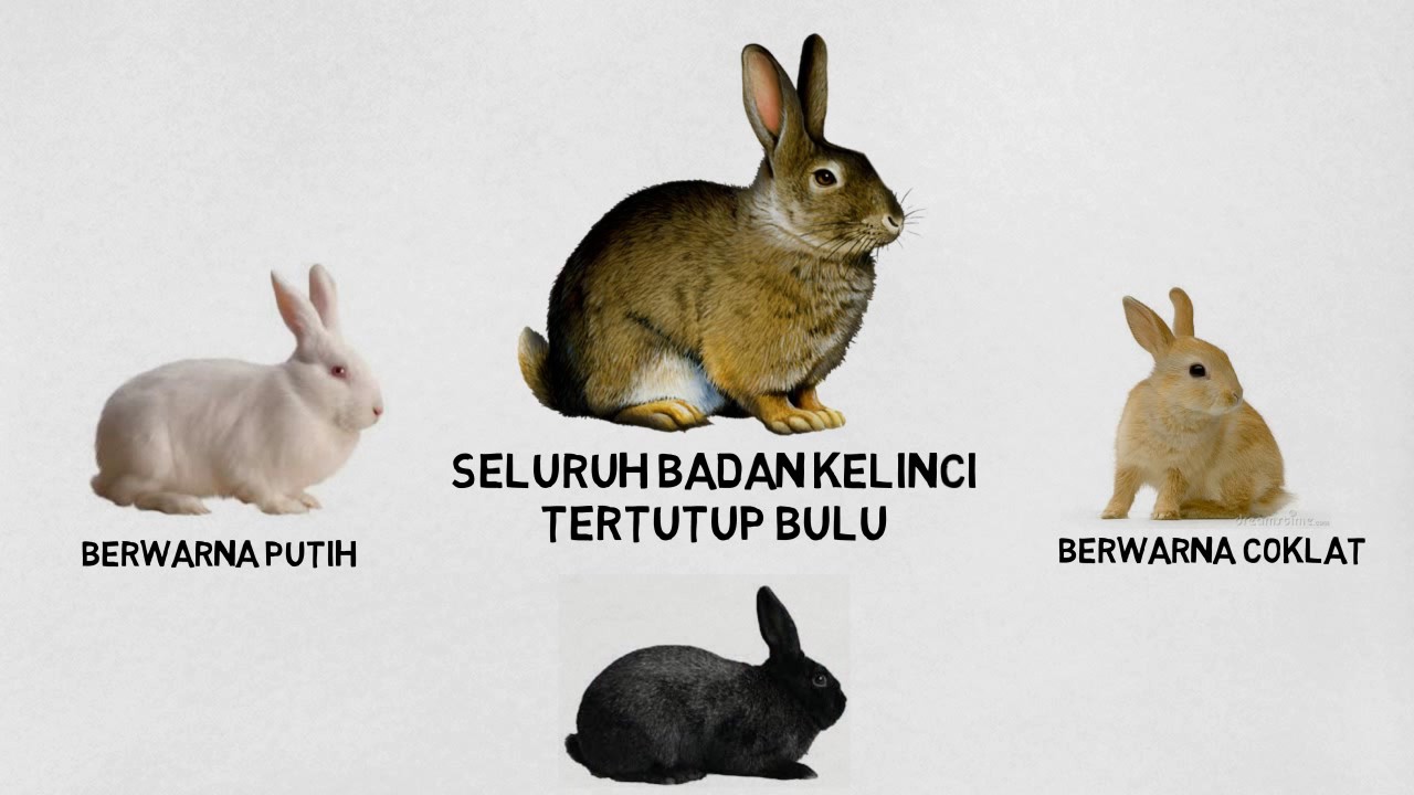 Detail Gambar Siklus Hidup Kelinci Nomer 7