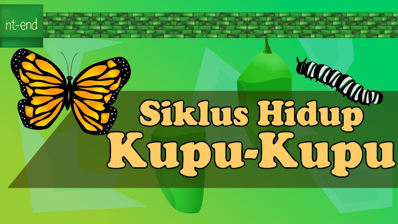 Detail Gambar Siklus Hidup Kupu Kupu Nomer 32