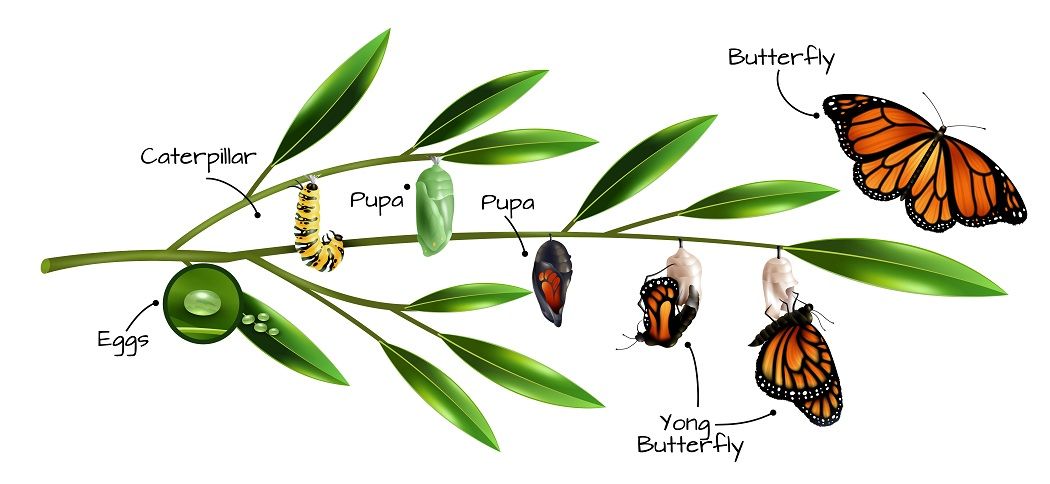 Detail Gambar Siklus Hidup Kupu Kupu Nomer 33