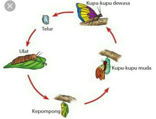 Detail Gambar Siklus Hidup Kupu Kupu Nomer 51