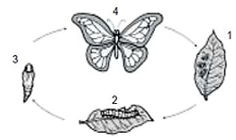 Detail Gambar Siklus Hidup Kupu Kupu Nomer 56