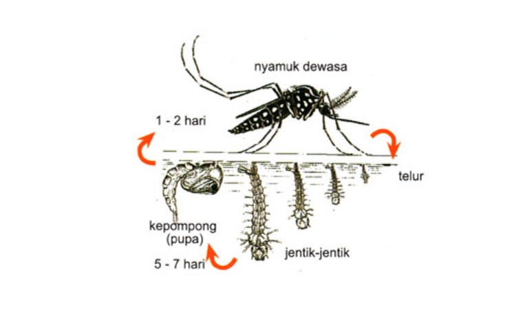 Gambar Siklus Hidup Nyamuk - KibrisPDR