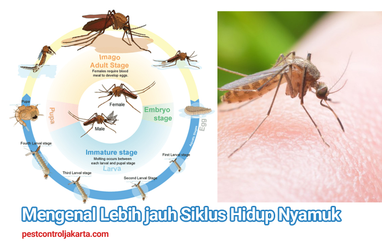 Detail Gambar Siklus Hidup Nyamuk Nomer 11