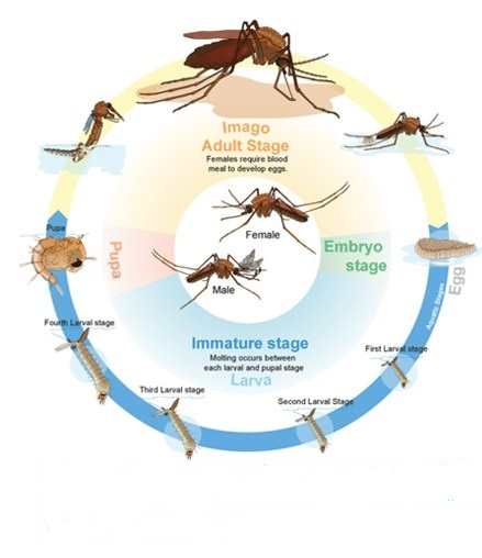 Detail Gambar Siklus Hidup Nyamuk Nomer 23