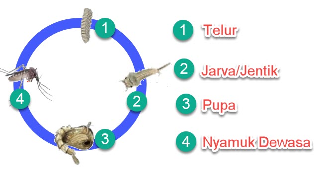 Detail Gambar Siklus Hidup Nyamuk Nomer 24