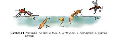 Detail Gambar Siklus Hidup Nyamuk Nomer 29