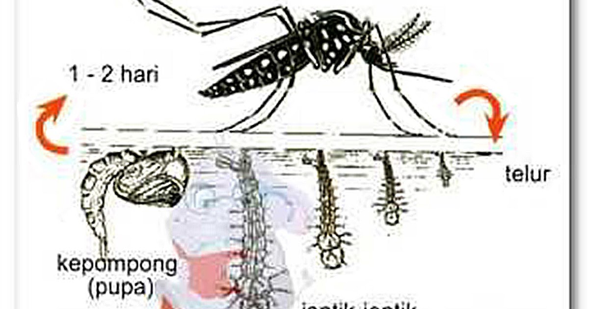 Detail Gambar Siklus Hidup Nyamuk Nomer 40