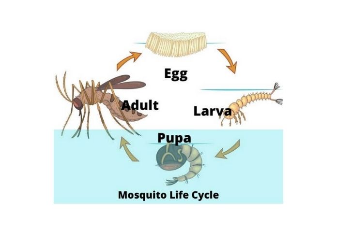 Detail Gambar Siklus Hidup Nyamuk Nomer 41