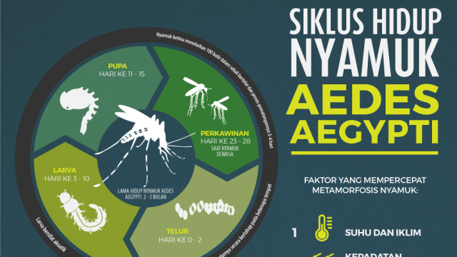 Detail Gambar Siklus Hidup Nyamuk Nomer 44